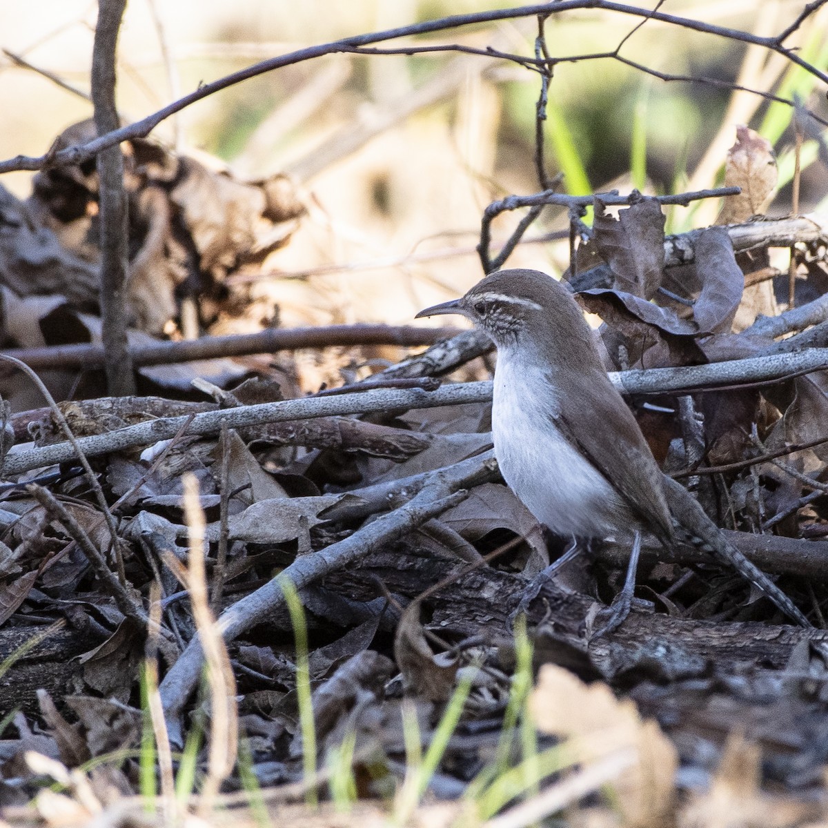 Bewick's Wren - ML630186661