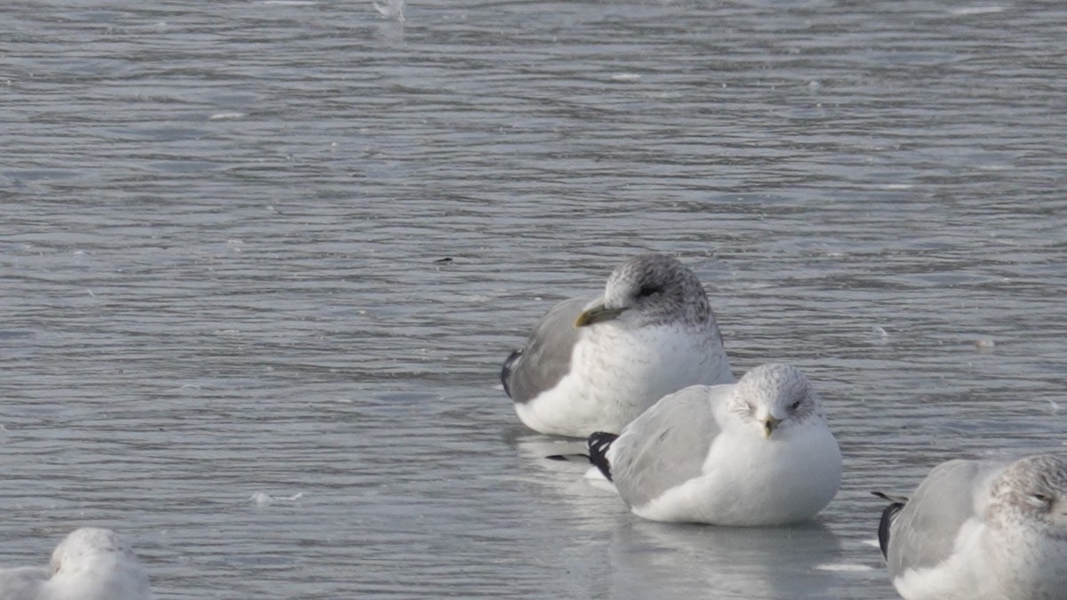 Common Gull (Kamchatka) - ML630186693