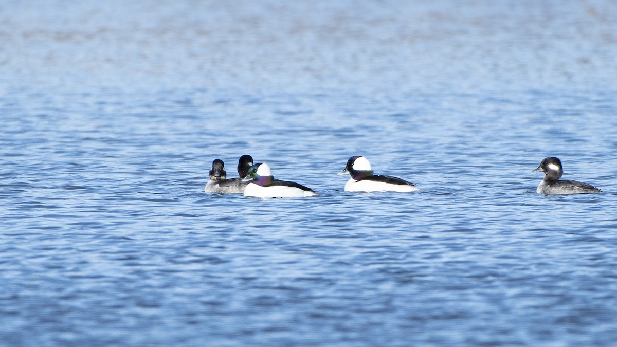 Bufflehead - ML630186757