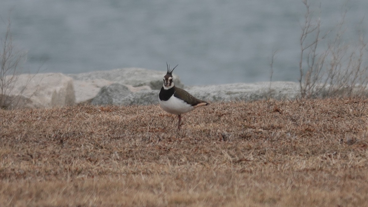 Northern Lapwing - ML630186799
