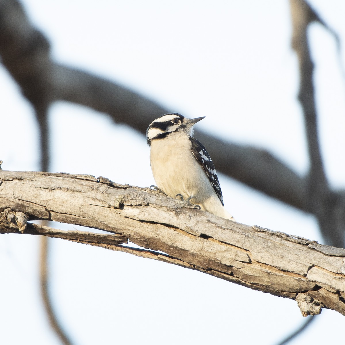 Downy Woodpecker - ML630186828