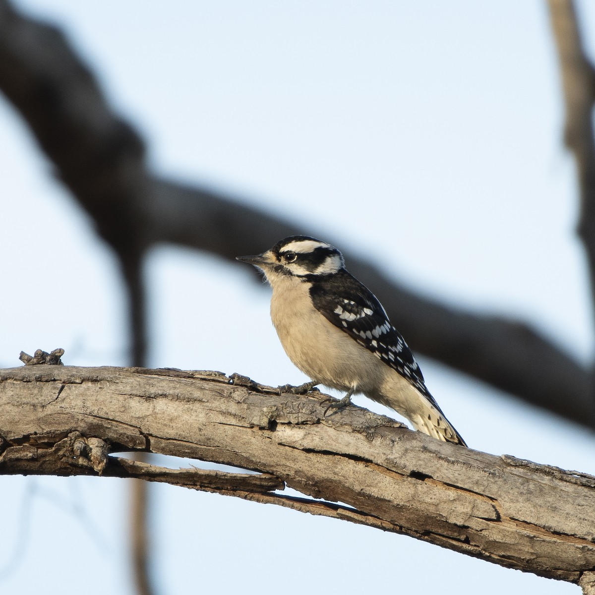 Downy Woodpecker - ML630186829