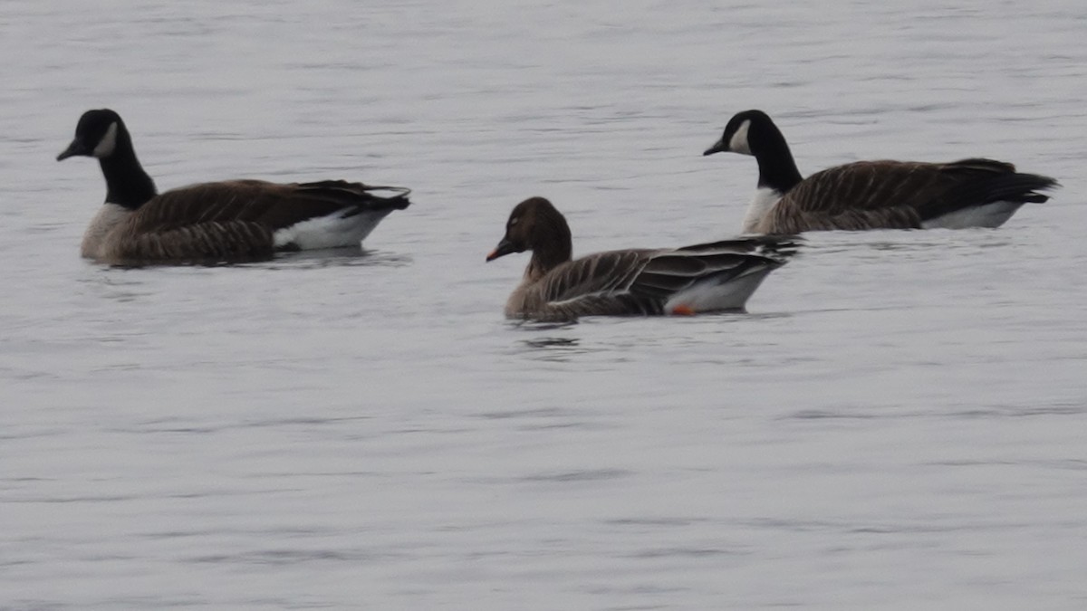 Tundra Bean-Goose - ML630186860