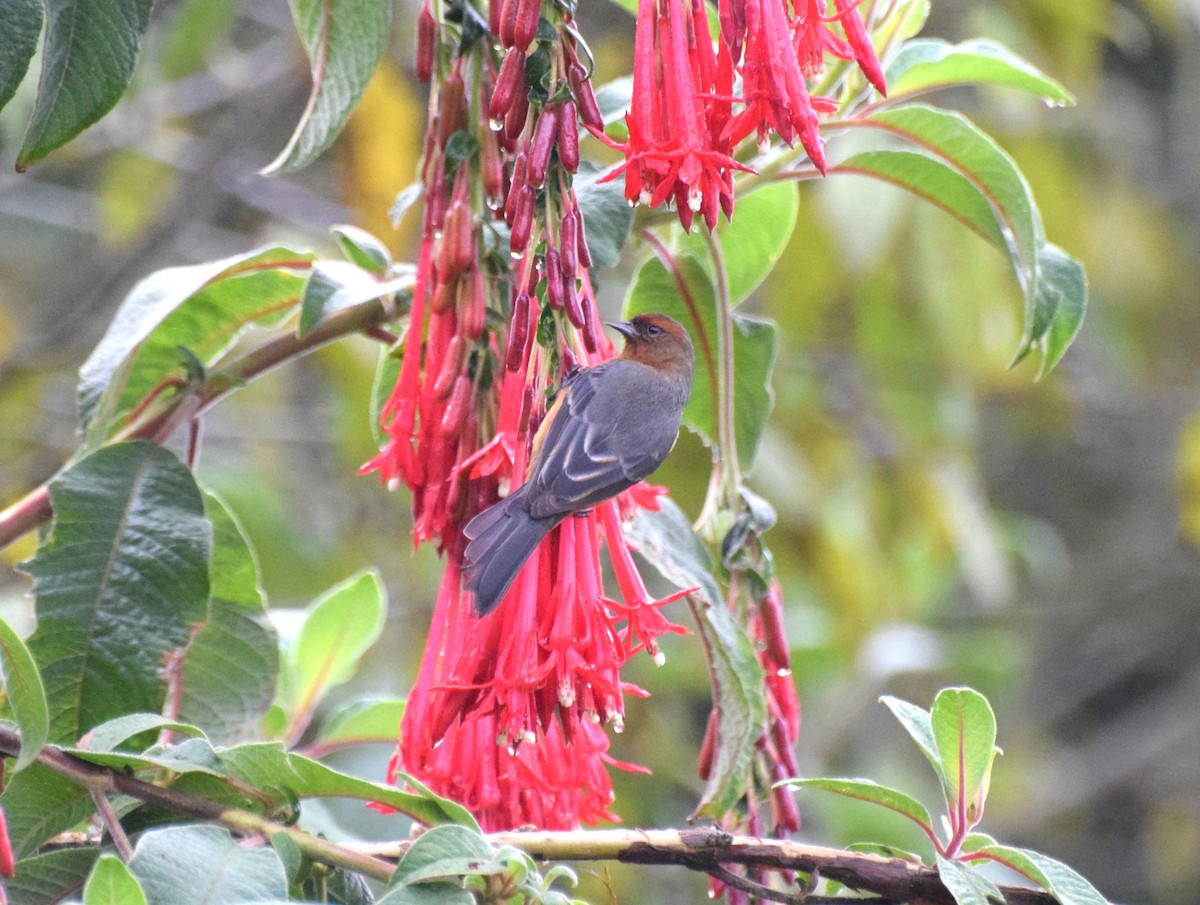 Kızıl Sivrigaga - ML630186865