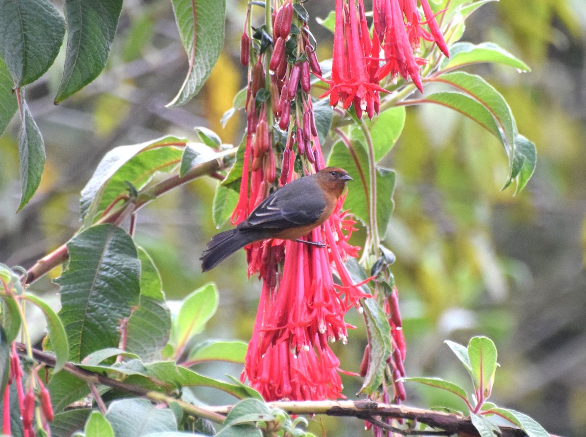 Kızıl Sivrigaga - ML630186866