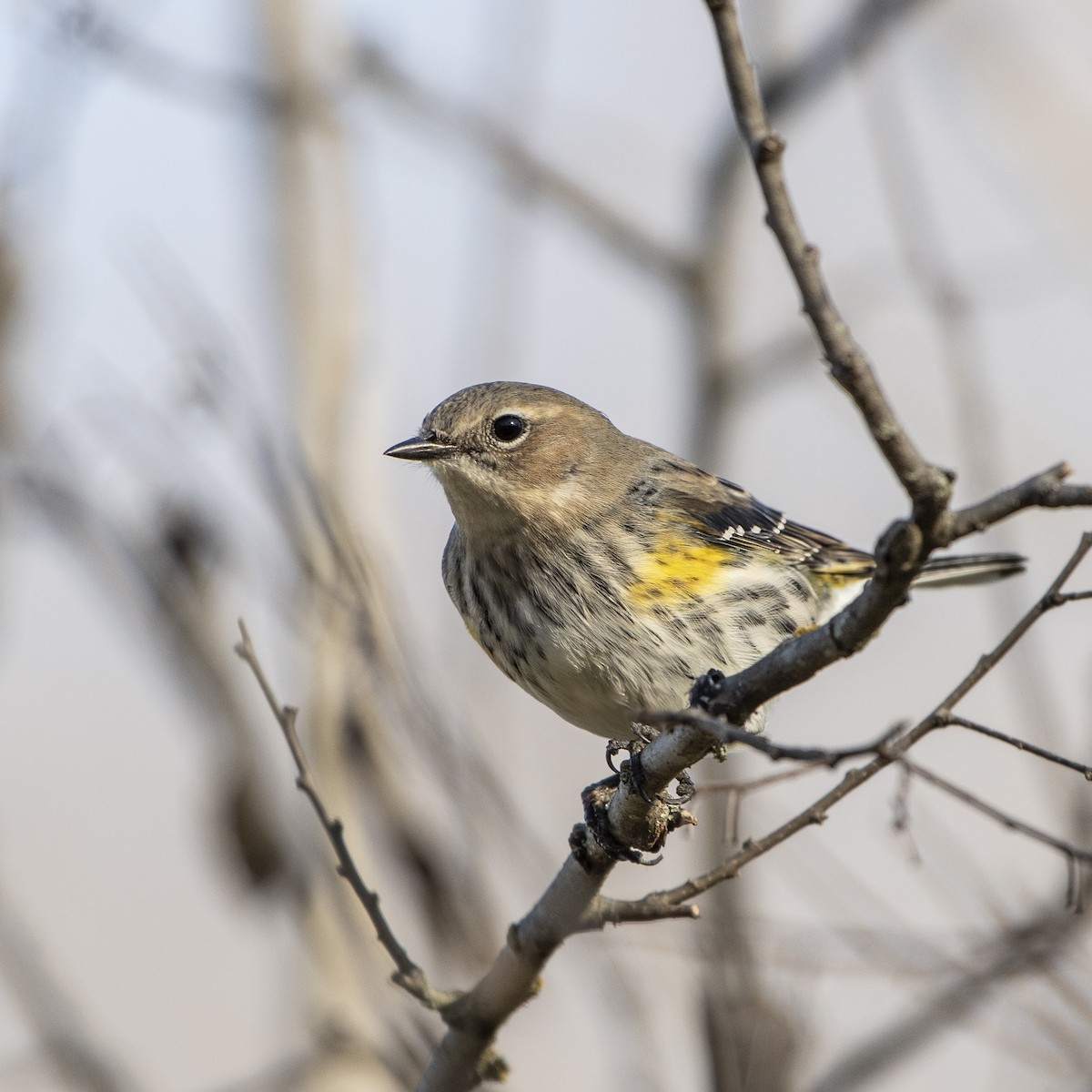 Yellow-rumped Warbler - ML630186917