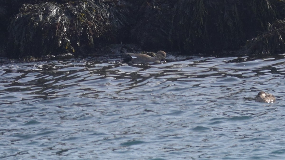 Gadwall - ML630186923