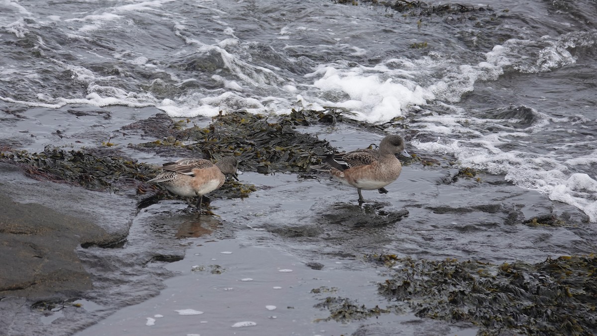 American Wigeon - ML630186925