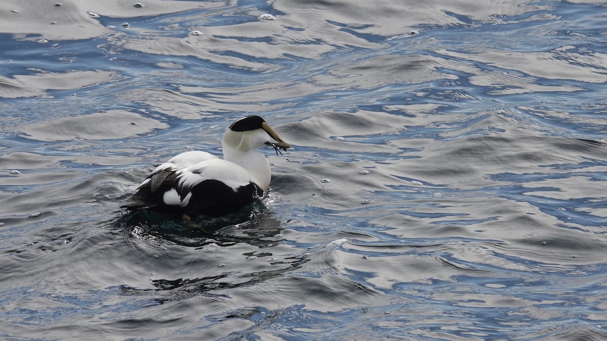 Common Eider (Dresser's) - ML630186931