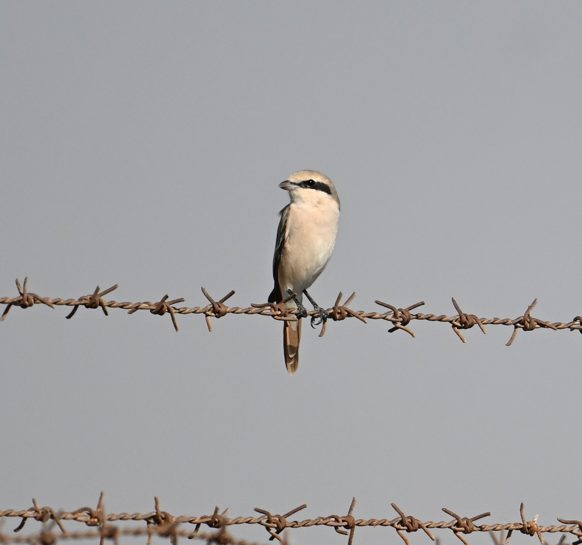 Isabelline Shrike (Daurian) - ML630186943