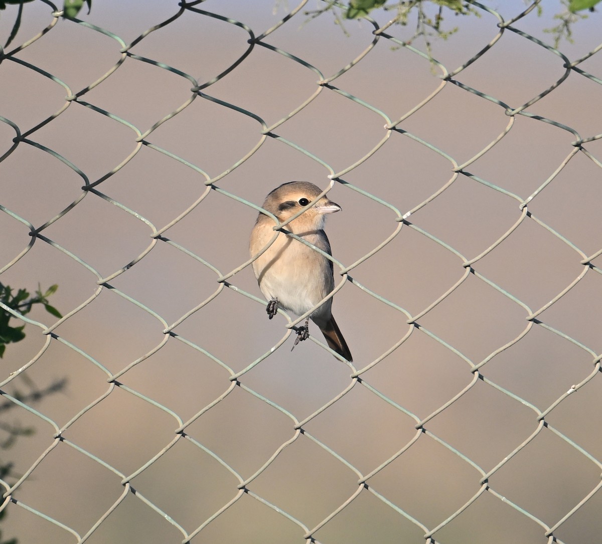 Isabelline Shrike (Daurian) - ML630186944