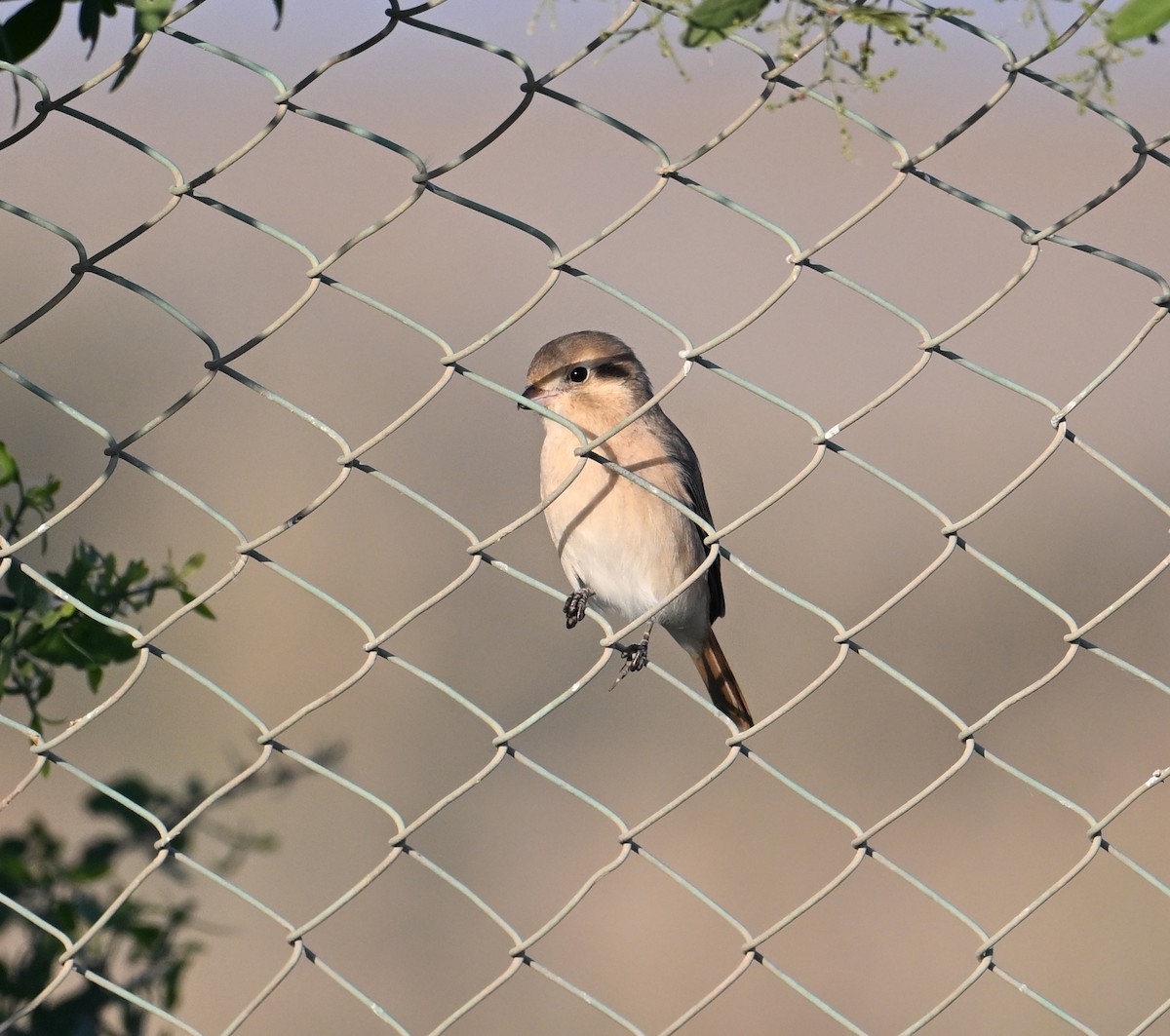 Isabelline Shrike (Daurian) - ML630186946