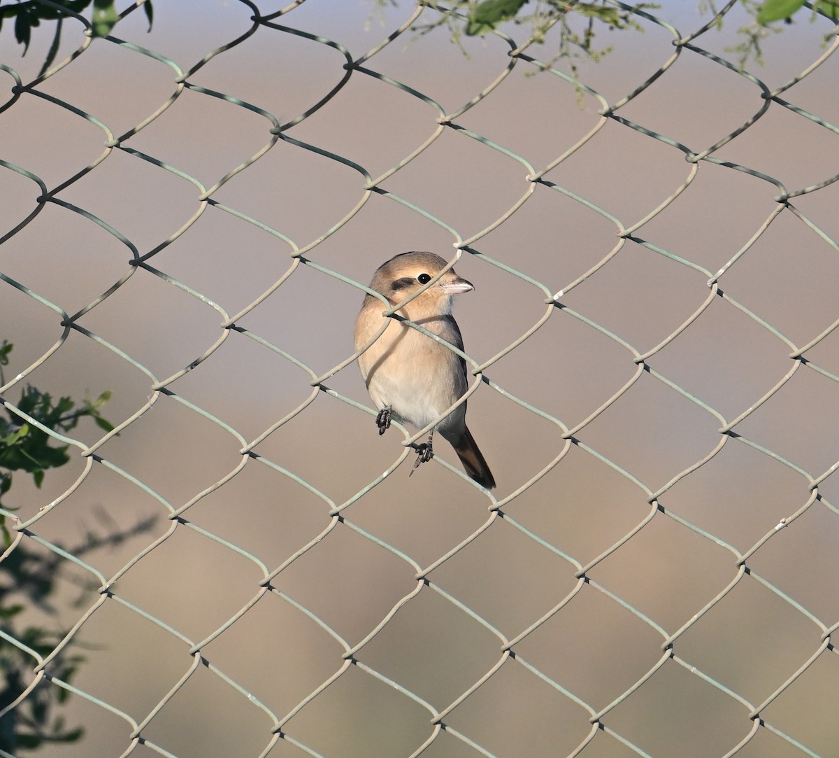 Isabelline Shrike (Daurian) - ML630186947