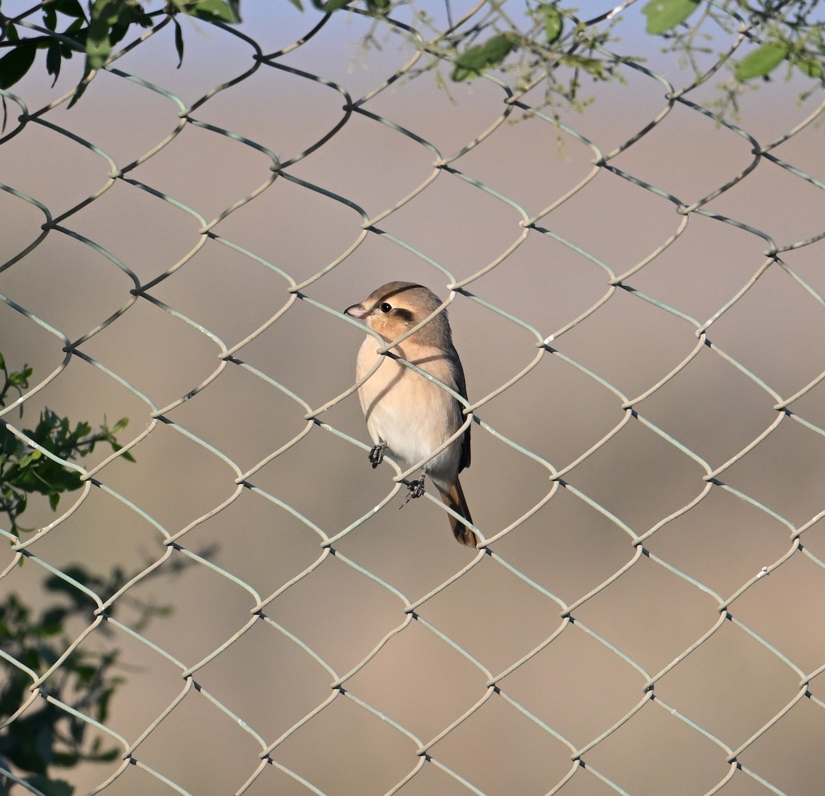 Isabelline Shrike (Daurian) - ML630186948