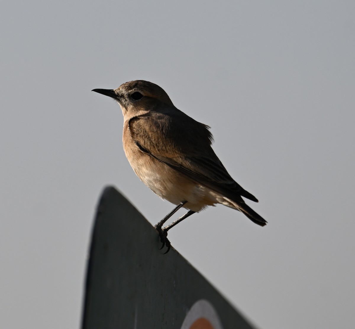 Isabelline Shrike (Daurian) - ML630186949