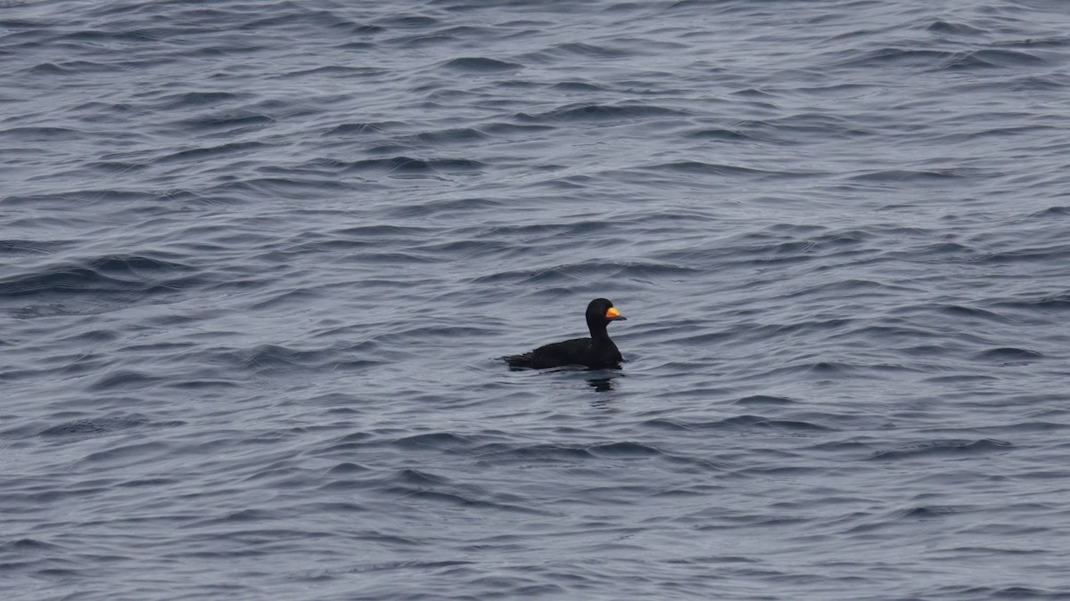 Black Scoter - ML630187061