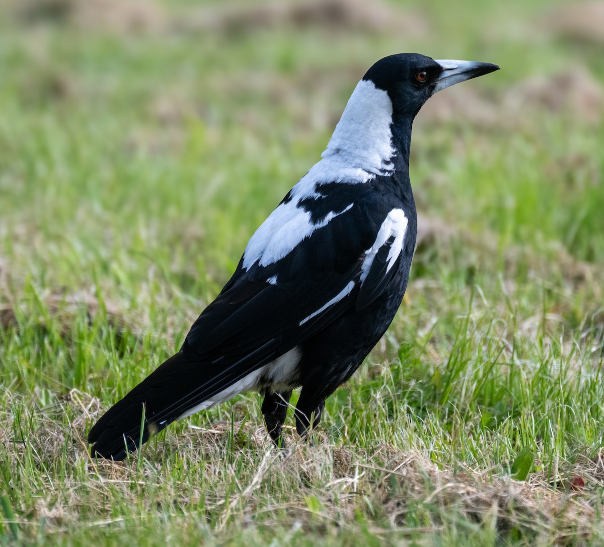 Australian Magpie - ML630187207