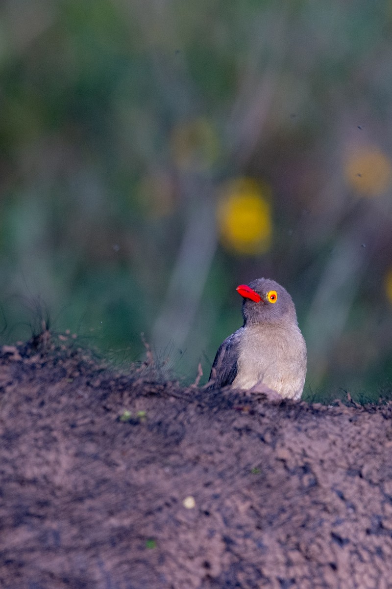 Red-billed Oxpecker - ML630187329