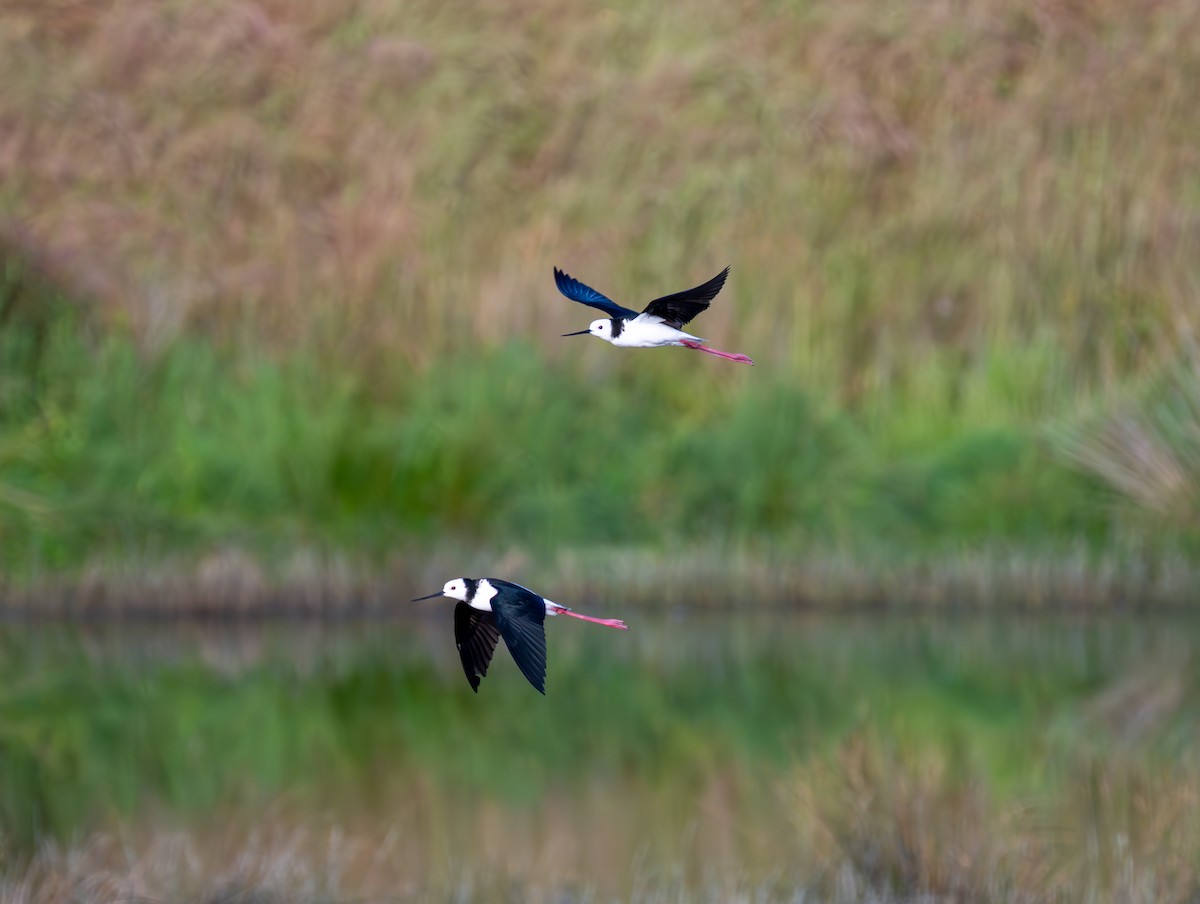 Pied Stilt - ML630187353