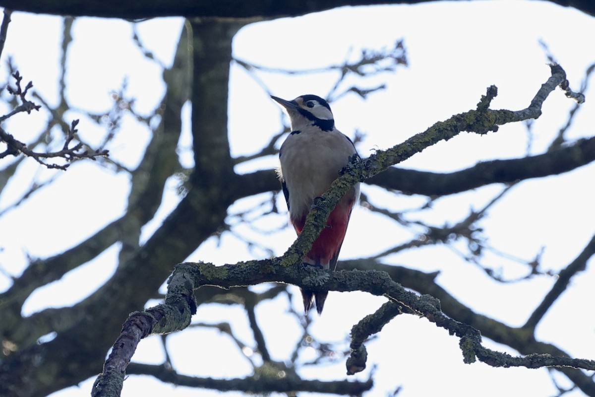 Дятел звичайний - ML630187494