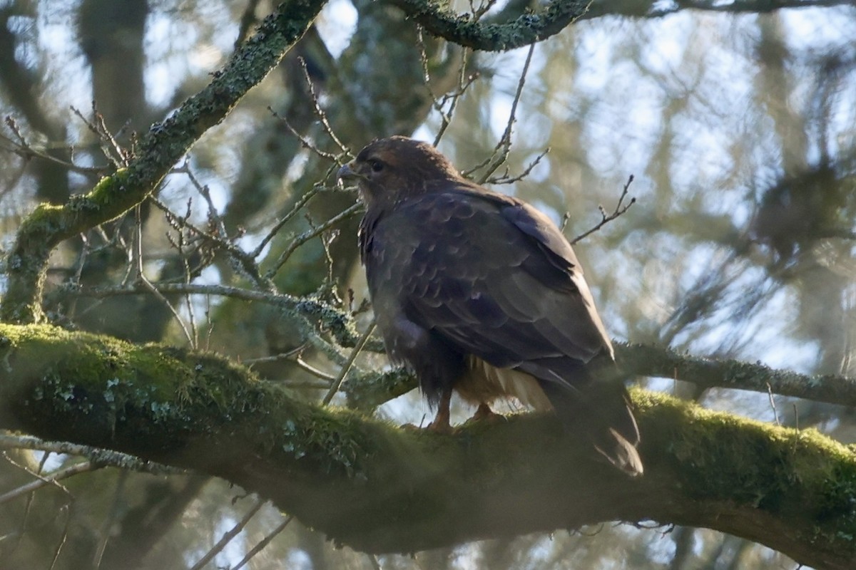 Канюк звичайний - ML630187495