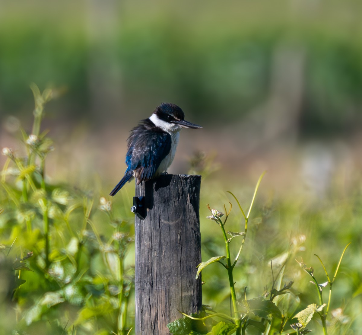 Sacred Kingfisher - ML630187496