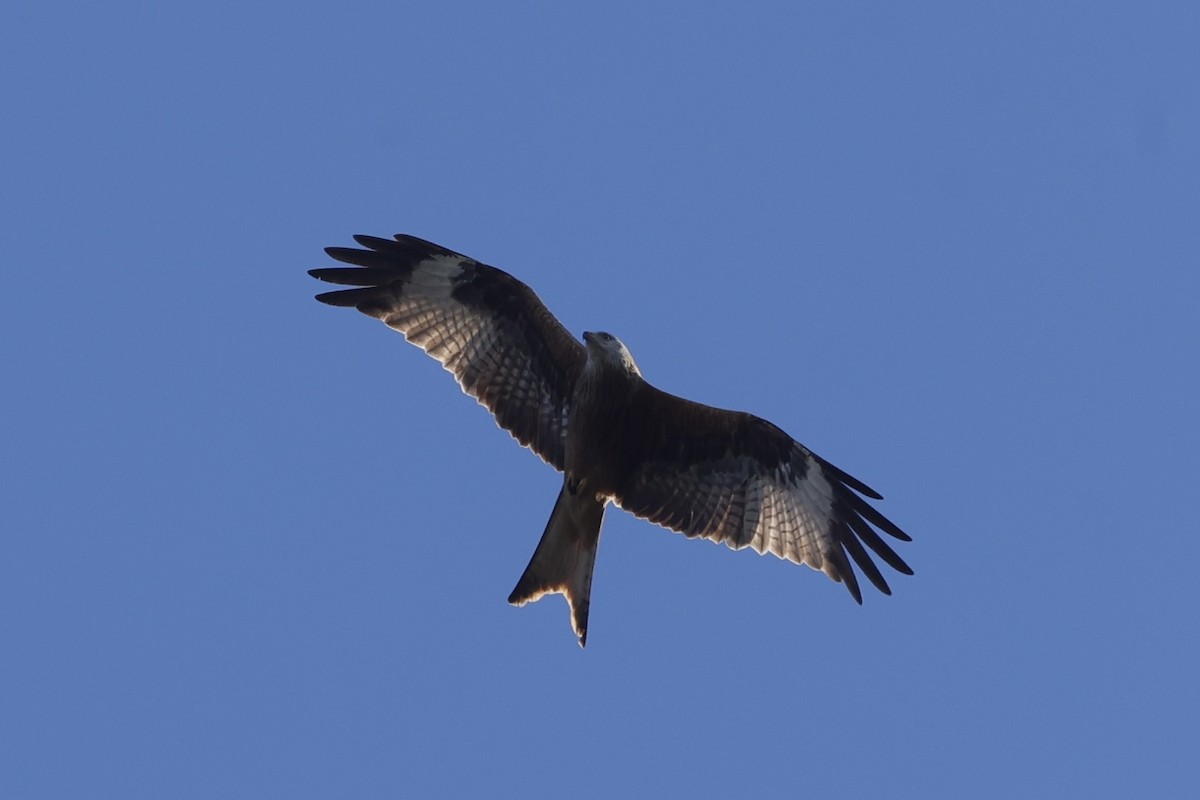 Шуліка рудий - ML630187499