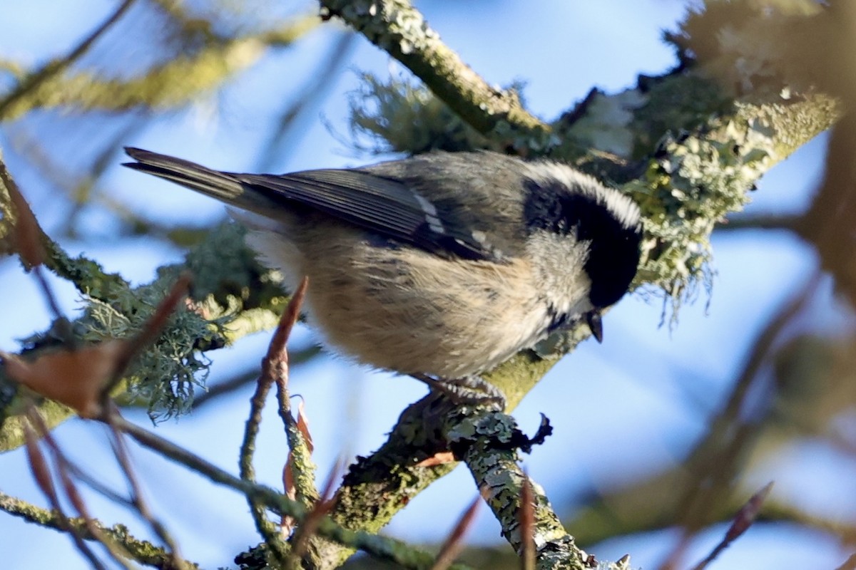 Синиця чорна (підвид britannicus/hibernicus) - ML630187510