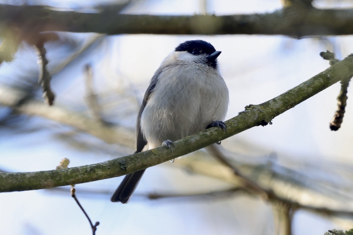 Гаїчка болотяна - ML630187515