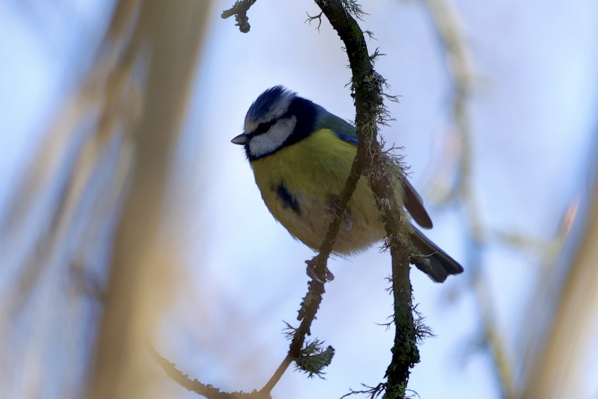 Синиця блакитна - ML630187520