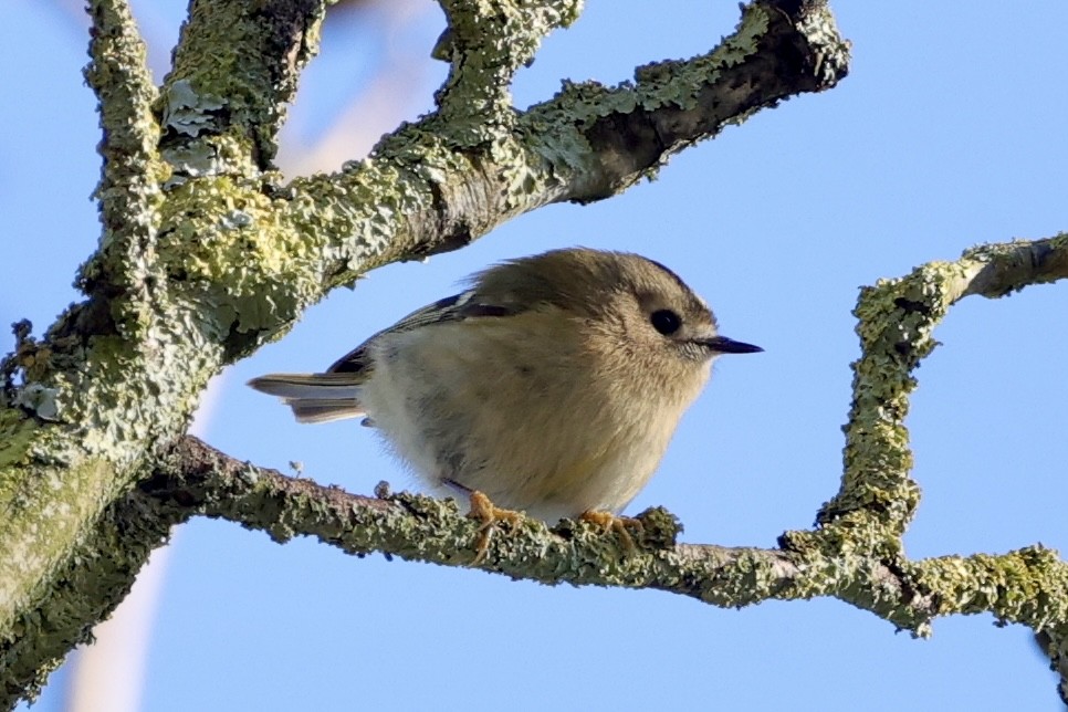 Золотомушка жовточуба - ML630187522