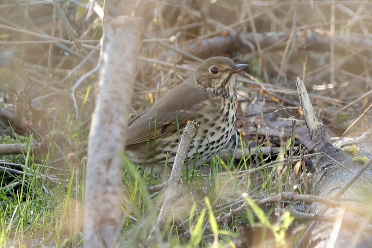 Дрізд співочий - ML630187537
