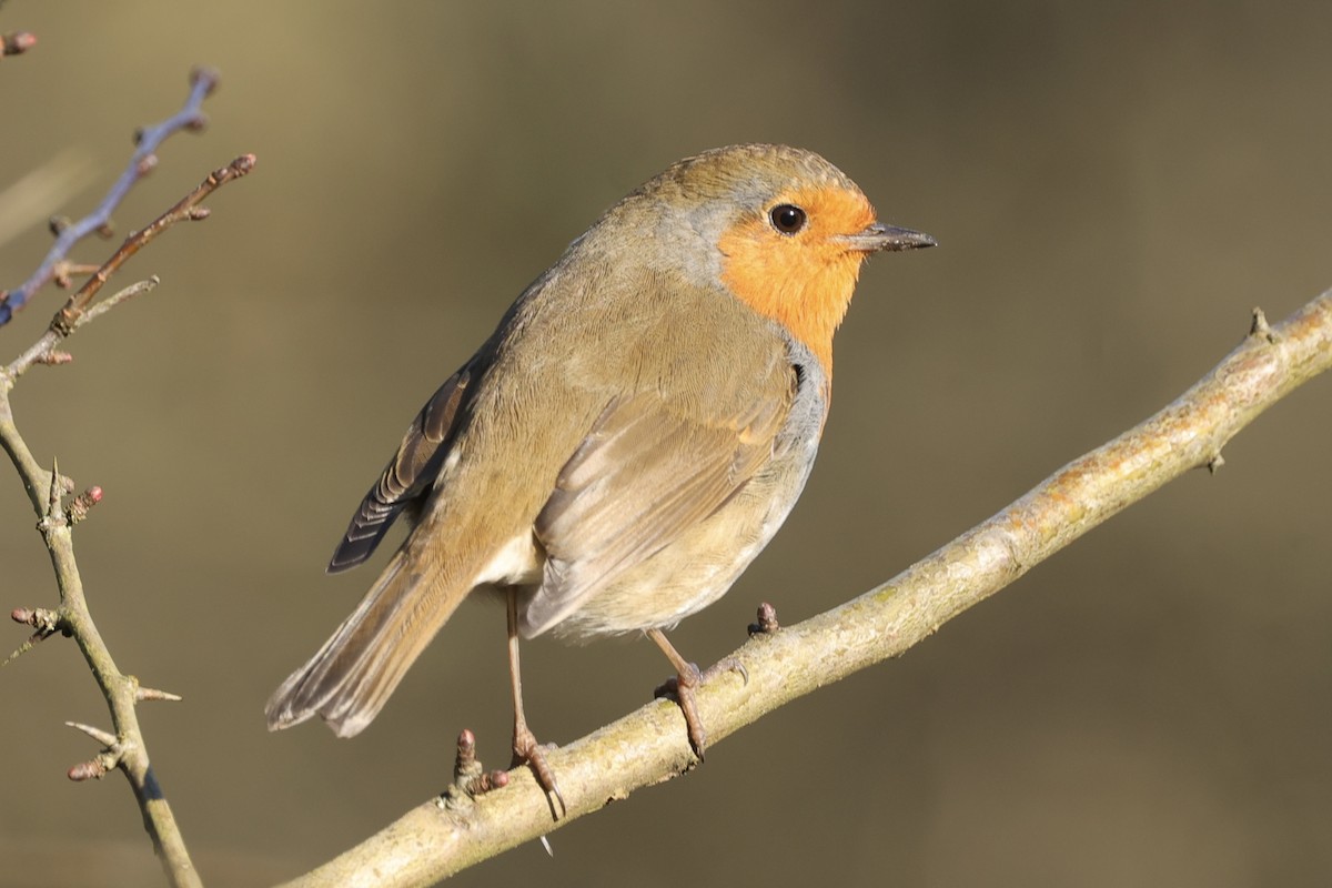 Вільшанка - ML630187542