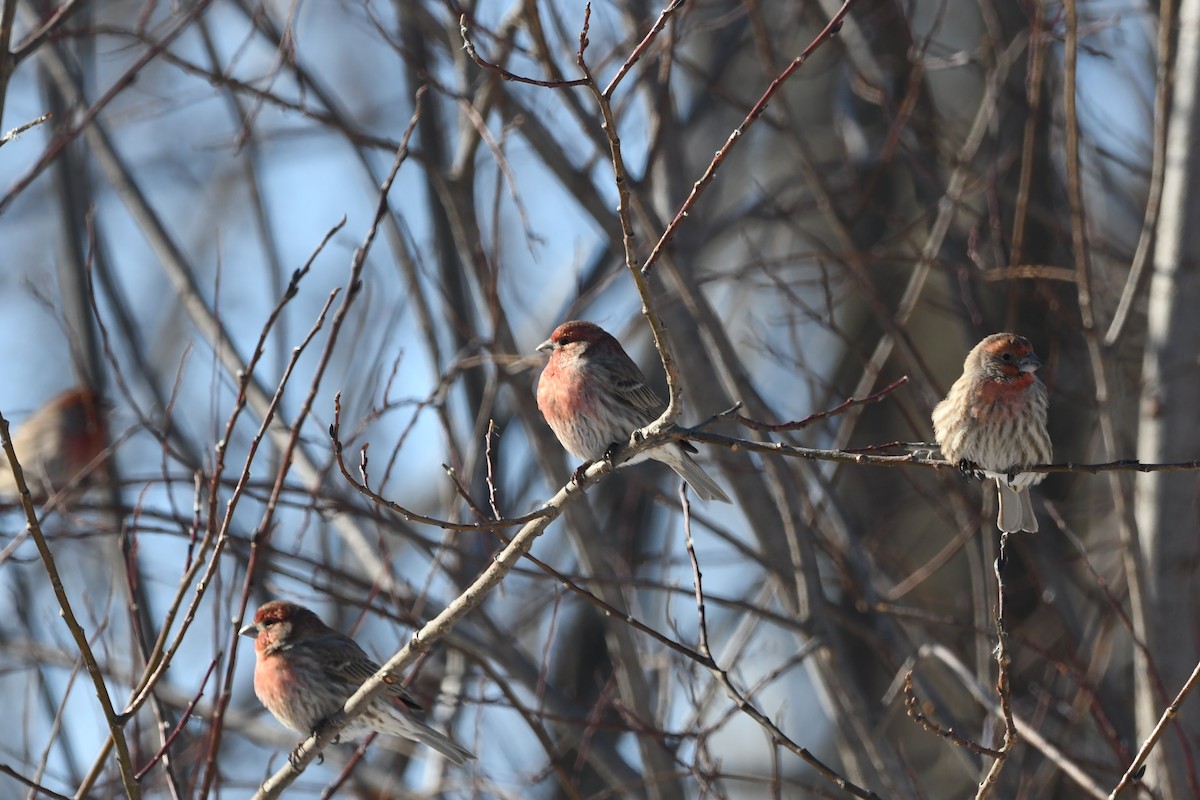 House Finch - ML630187616