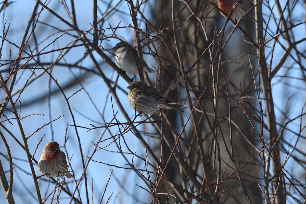 House Finch - ML630187617