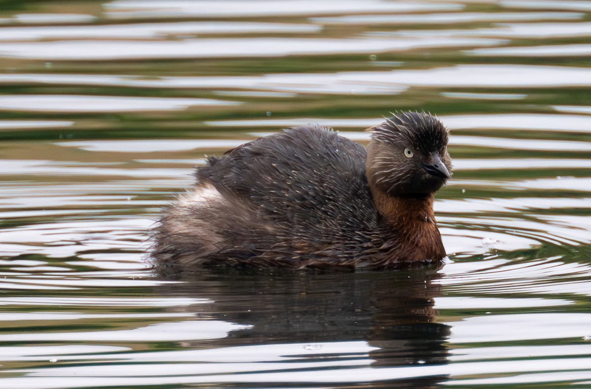 New Zealand Grebe - ML630187778