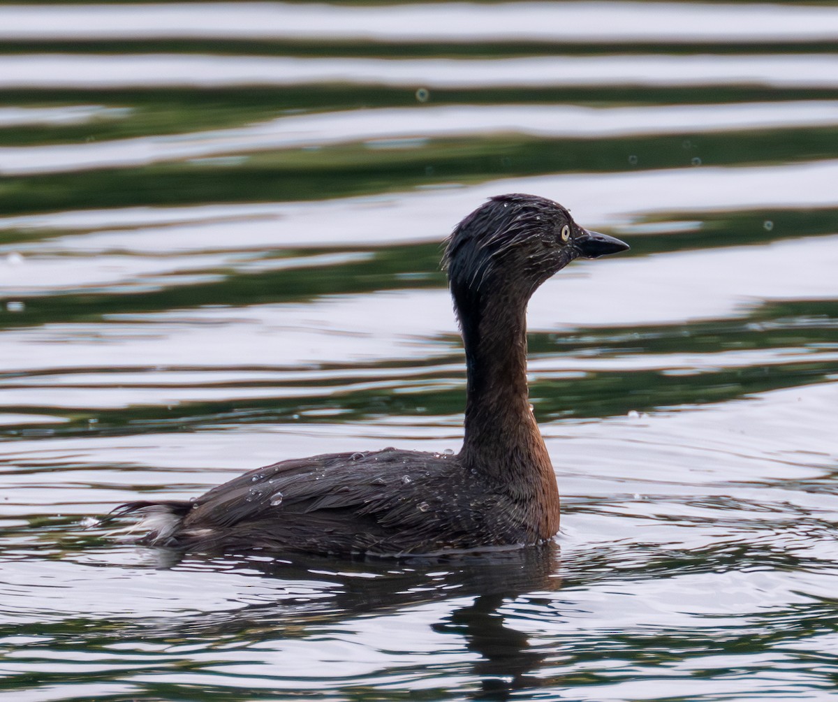 New Zealand Grebe - ML630187779