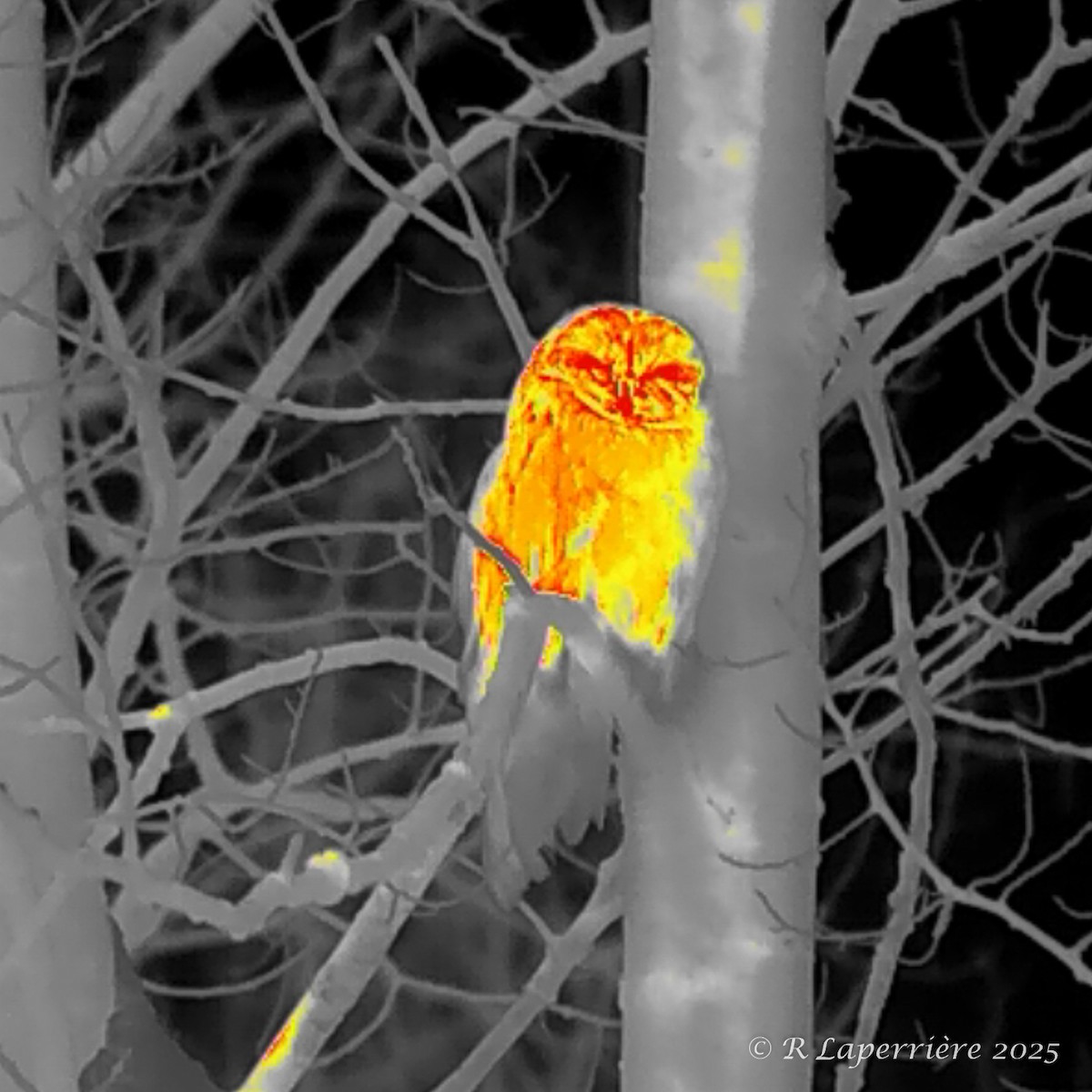 Great Gray Owl - ML630187812