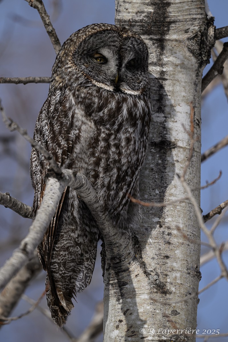 Great Gray Owl - ML630187813