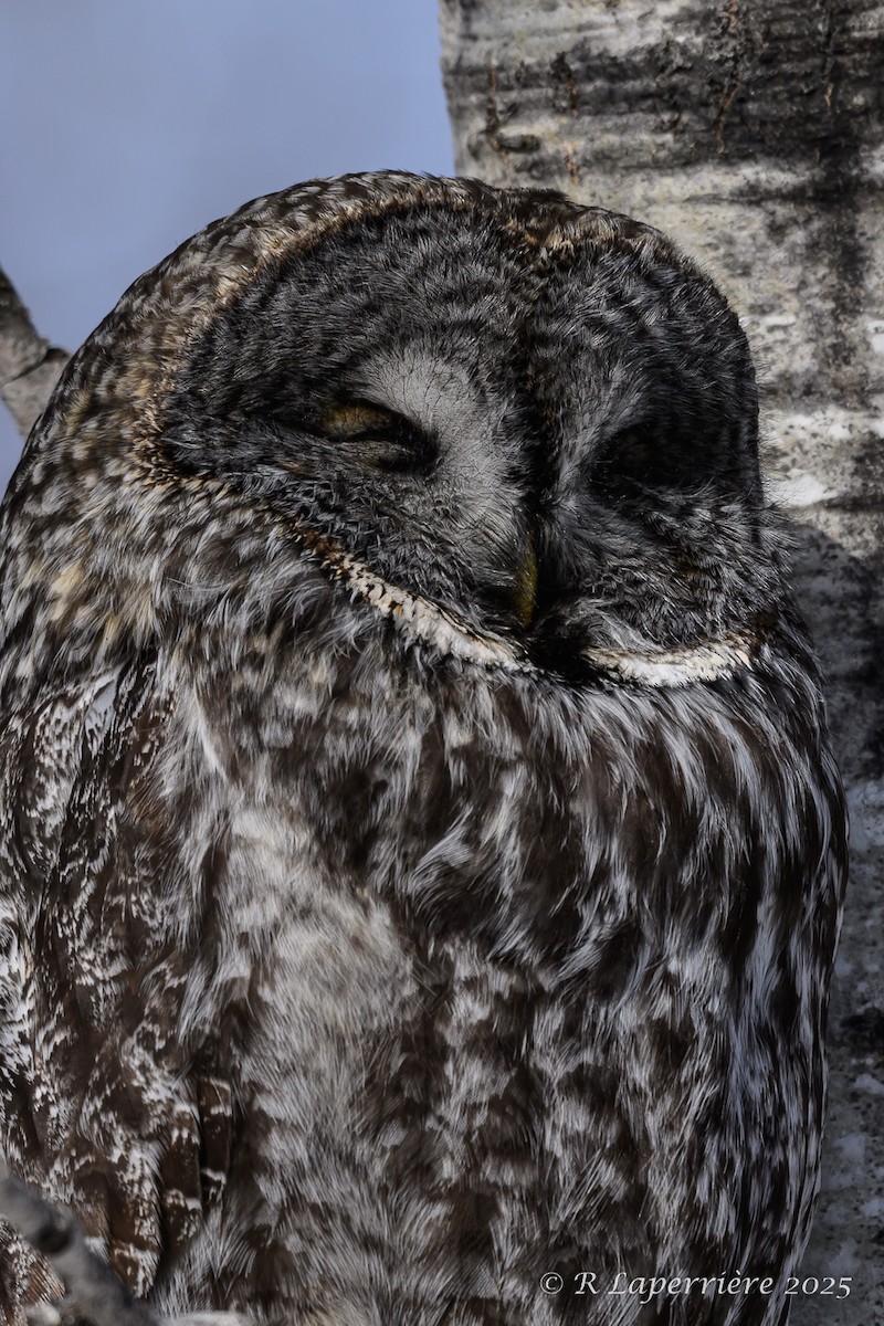 Great Gray Owl - ML630187814