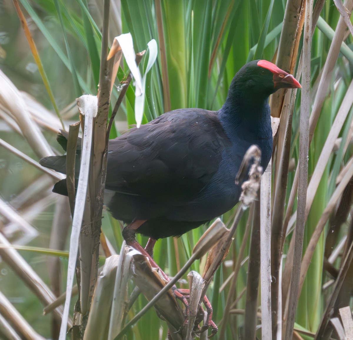 Australasian Swamphen - ML630187842