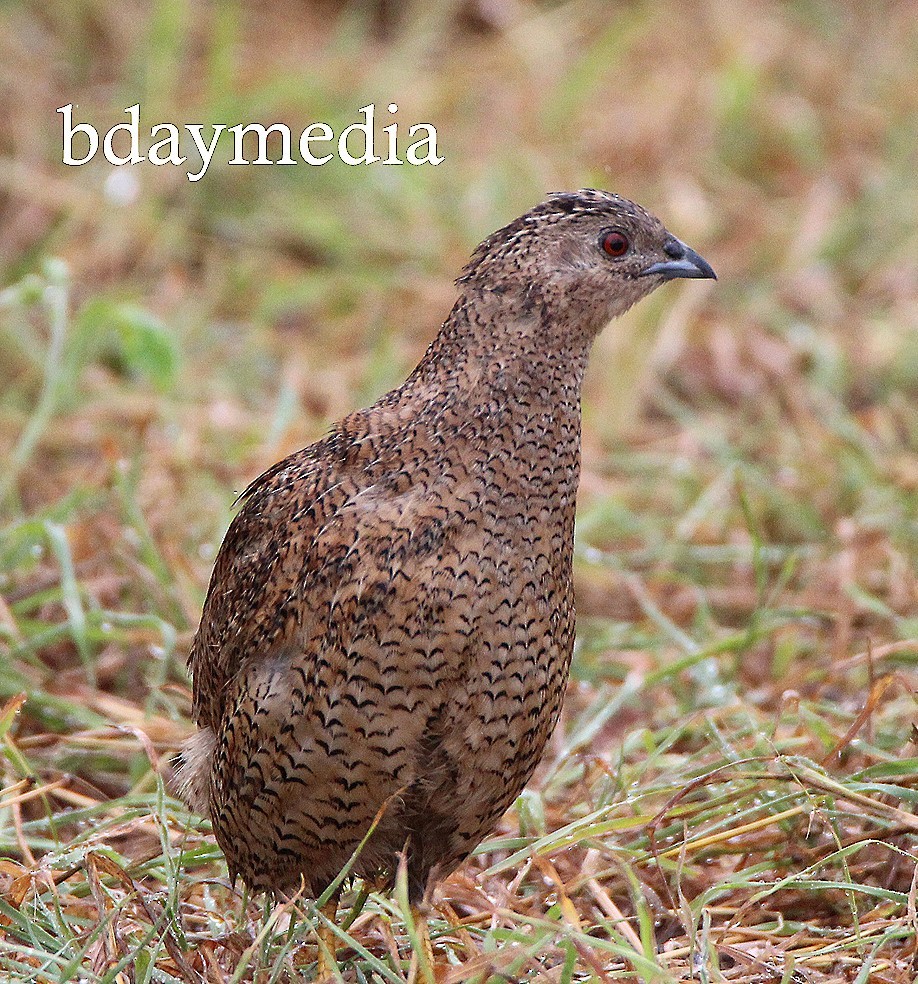Brown Quail - ML630187845