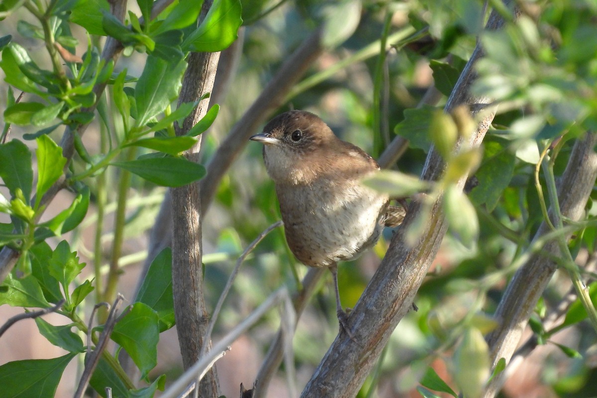 Northern House Wren - ML630188207