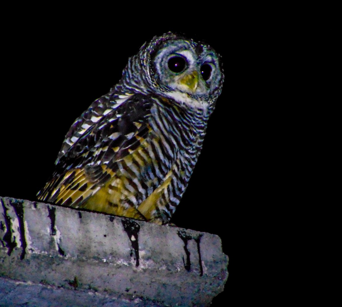 Chaco Owl - ML630188208