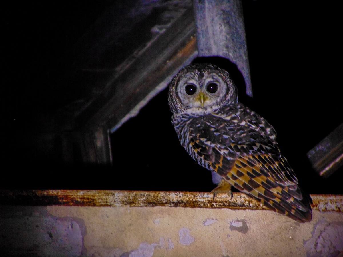 Chaco Owl - ML630188212
