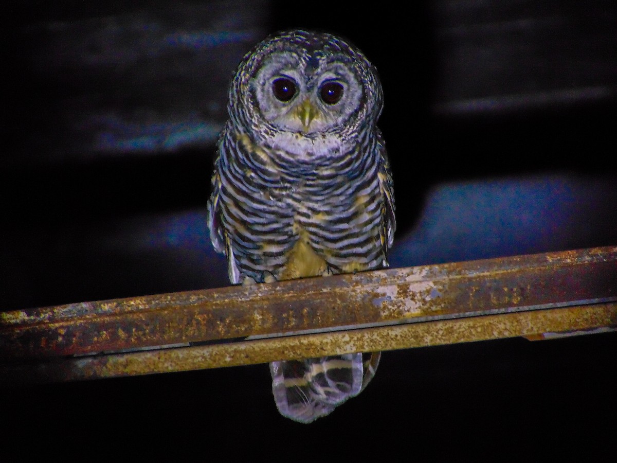 Chaco Owl - ML630188213