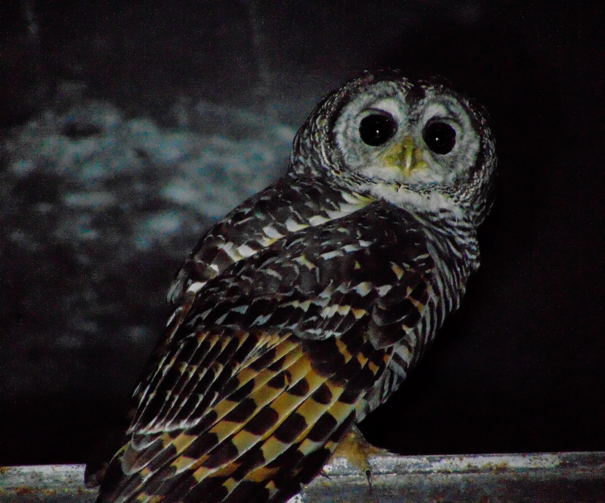 Chaco Owl - ML630188215