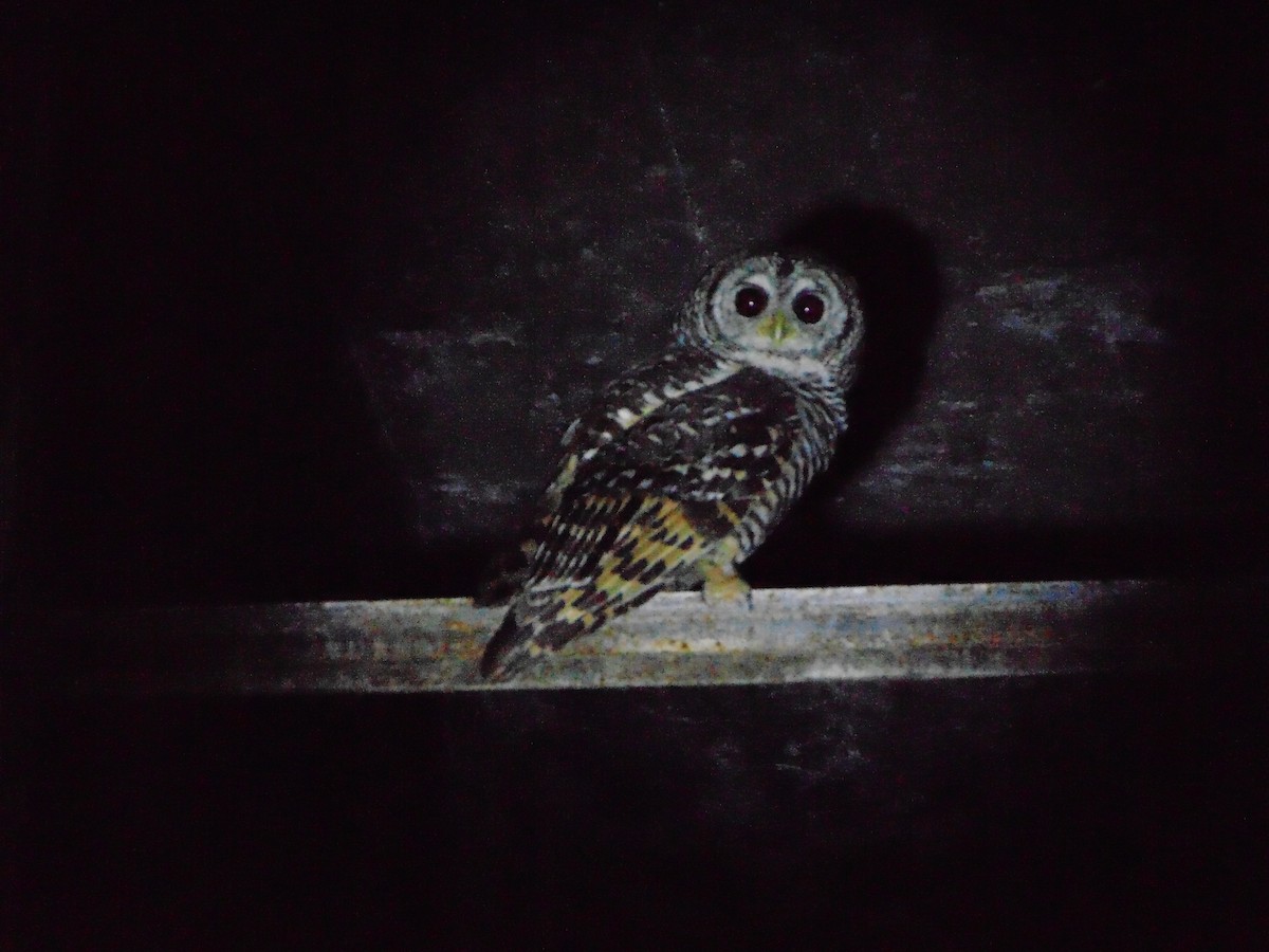 Chaco Owl - ML630188216