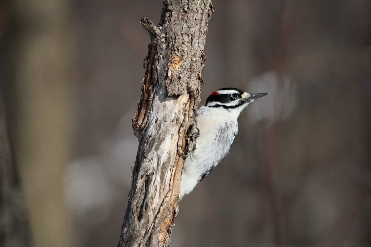 Hairy Woodpecker - ML630188332