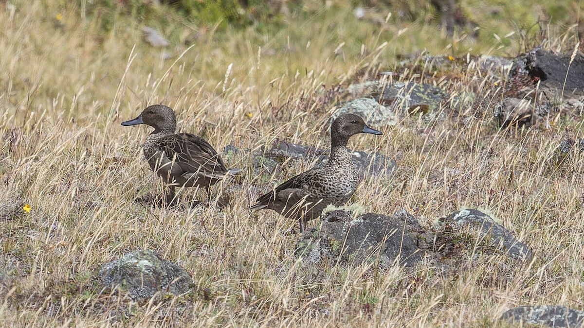 Andean Teal - ML630188378